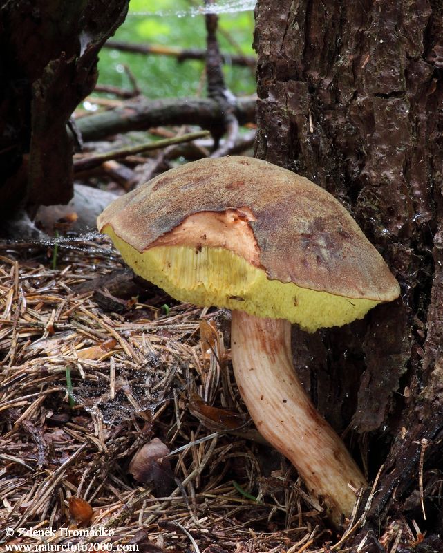 Hřib osmahlý, Xerocomus ferrugineus (Houby, Fungi)
